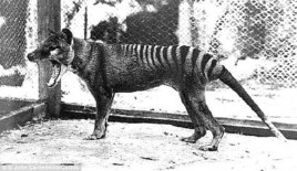 The Thylacine or Tasmanian Tiger