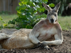 Kangaroo-australia-32220270-1024-768