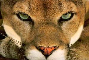 Puma-Leão-da-Montnaha